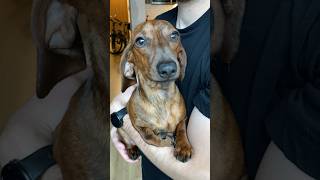 Mini doxie or Dobby the house elf [upl. by Nikral]