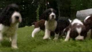 Dogs 101 English Springer Spaniel [upl. by Carlson]