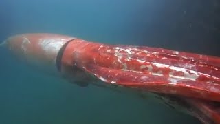 7 Strange Deep Ocean Squid Encounters Caught on Camera [upl. by Nosac]