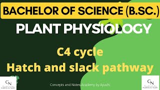 C4 cycle  Hatch and Slack pathway  Academy by Ayushi  Concepts and Notes  For BSc students [upl. by Queri215]