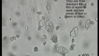 Zoospores swimming Phytophthora sp [upl. by Derick]