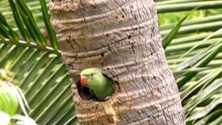 Indian Ringneck Parakeet mom feeds baby  Mylapore  Chennai  India [upl. by Adriell]