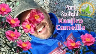 TreeForm Kanjiro Camellia  Plant Spotlight [upl. by Jillian]