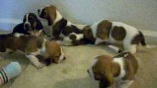 10 basset hound puppies and my daughter [upl. by Wernick]