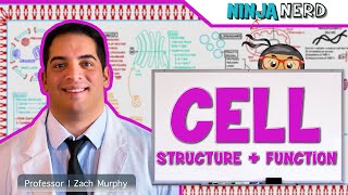 Cell Biology  Cell Structure amp Function [upl. by Flss781]