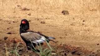 Bateleur  A beautiful eagle seen in the Kruger Park [upl. by Rodney]