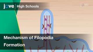 Mechanism of Filopodia Formation  Cell Bio  Video Textbooks  Preview [upl. by Meares427]