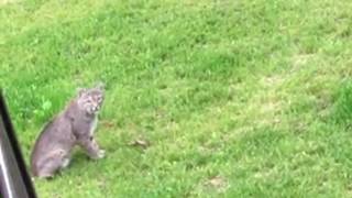 Sounds of a Male Bobcat searching for Bobcat Kittens [upl. by Rosanna206]