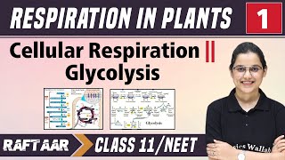 Respiration in Plants 01  Cellular Respiration  Glycolysis  Class 11NEET  RAFTAAR [upl. by Eibob573]