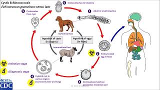 Echinococcus granulosus life cycle [upl. by Derayne]