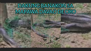 DAKUNG BANAKON SA MAPAWA MARAGUSAN DAVAO DE ORO Video Courtesy to the rightful owner shortvideo [upl. by Navar153]