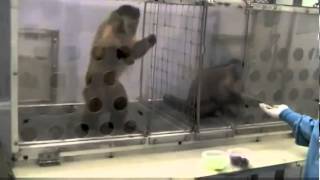 Capuchin Monkeys Reject Unequal Pay [upl. by Bryan]