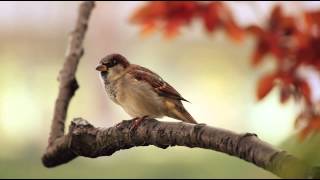 1 Hour Birdsong Sounds on a Spring Morning in English Countryside [upl. by Rheingold]