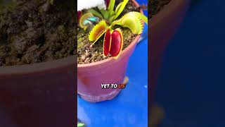 What do Flytraps Smell Like [upl. by Manheim]