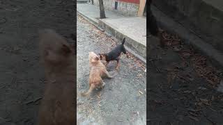 Perros callejeros jugando [upl. by Hildie]