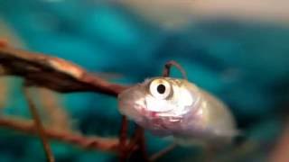 Water Scorpion Ranatra sp Eats Feeder Fish [upl. by Dodd374]