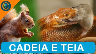 ECOLOGIA  CADEIA E TEIA ALIMENTAR [upl. by Baudoin]