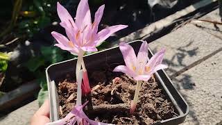 COLCHICUM X AGRIPPINUM [upl. by Anerb]