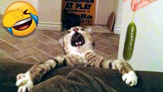 Funny Cat Scares Of Ordinary Things  Cute And Funny Cat Reactions [upl. by Ardnoet538]