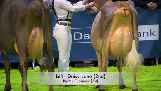 2018 Royal Ulster Winter FairJersey Junior CowPotterswalls Irwin Glamour [upl. by Inoy]