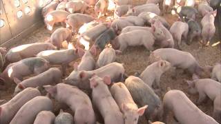 Producing HighQuality Pig Feed [upl. by Anastice]