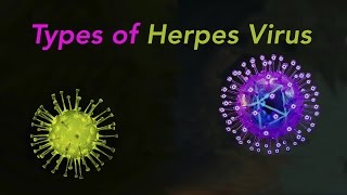 Types of Herpes [upl. by Alletniuq503]