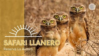 Cómo es un safari llanero en Colombia La Aurora  Casanare [upl. by Carlyn665]