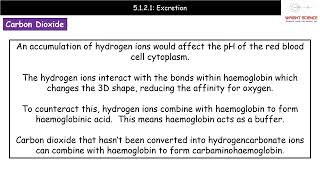 A Level Biology 5121  Excretion [upl. by Felicia118]