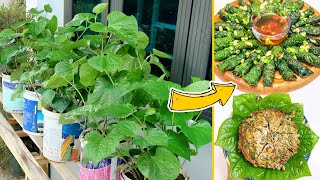 How to Grow Piper Sarmentosum at Home Used in Dishes and Good for Health [upl. by Gnaw543]