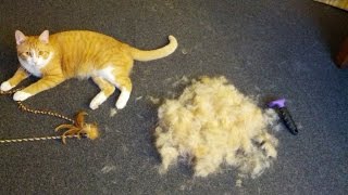 FURminator Review  Cat deshedding brush [upl. by Ledba]