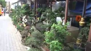 Plants Nursery Shop in Chatuchak Bangkok Thailand [upl. by Dominic]