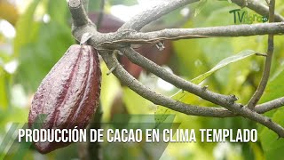 PRODUCCIÓN DE CACAO en clima templado TvAgro por Juan Gonzalo Angel Restrepo [upl. by Cohby426]