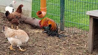 How Do Chickens Mate 1 [upl. by Nnaira]