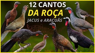 12 CANTOS Da ROÇA Cantos De Jacus e Aracuãs Aves Que quotTRAZEM LEMBRANÇAS e SAUDADESquot Do Campo [upl. by Katya66]