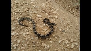 Reubicación de una Víbora de cascabel yucateca Yucatan Neotropical Rattlesnake Crotalus tzabcan [upl. by Enoyrt]