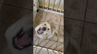 猜猜Denby是小恐龙🦖还是小鲨鱼🦈 fy dog doglover labrador puppies puppylife puppyvideos funny cutedog [upl. by Recnal]