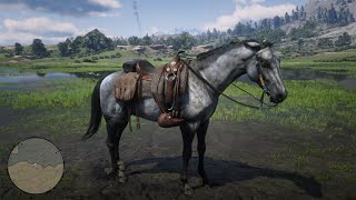 Red Dead Redemption 2 How To Get The Turkoman Gold  Dark Bay And Silver Horse [upl. by Ailana]