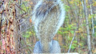 Squirrel Tail Wagging Non Verbal Communication [upl. by Vargas]