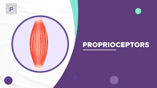 Proprioceptors explained in 2 mins [upl. by Rudy]