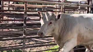 Cattle auction in Valentine Nebraska ￼ [upl. by Nahsed689]