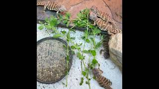 Uromastyx geyri Feeding on Marjoram lizards reptiles uromastyx [upl. by Ahsirtap]