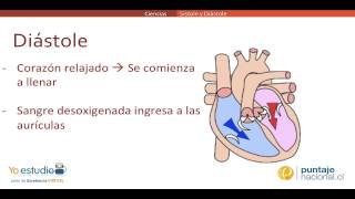 ¿Cuál es la diferencia entre SÍSTOLE y DIÁSTOLE [upl. by Chane]