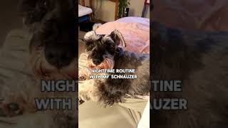 Lazy Schnauzer Refuses to Move at Night [upl. by Imhskal272]