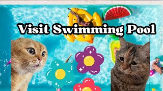 Hilarious Cat Memes Take a Dive 🐾🏊‍♂️ Watch Cats Make a Splash catmemes cat catvideos memes [upl. by Glynn]