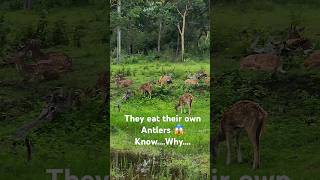 Deers chew on their antlers after shedding them once in a year Spotted them at Bandipur Jeep Safari [upl. by Winton395]