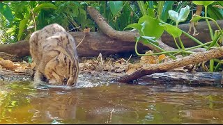 Fishing Cat Hunting Catfish 4K [upl. by Ogren]