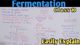 Fermentation  Alcoholic And Lactic Acid Fermentation  Class 10 Biology [upl. by Vanna]