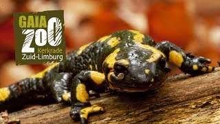 GaiaZOO de vuursalamander [upl. by Garda]