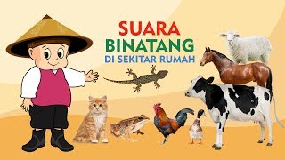 Mengenal Suara Hewan untuk Anak  Video Edukasi Anak Indonesia [upl. by Neiluj]