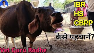 Bovine asthma  Contagious Bovine Pleuropneumonia  Dyspnoea in a cow  Dr Radheshyam Saini [upl. by Lemire]